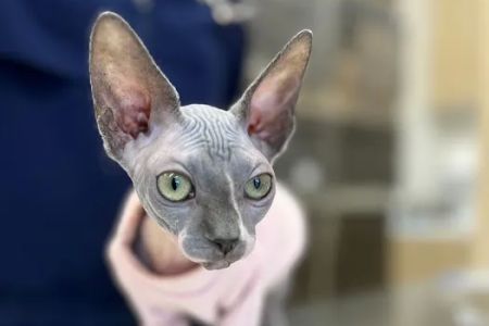 Petfolk Veterinary & Urgent Care - Southside