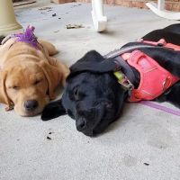 Banfield Pet Hospital ico