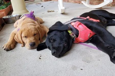 Banfield Pet Hospital