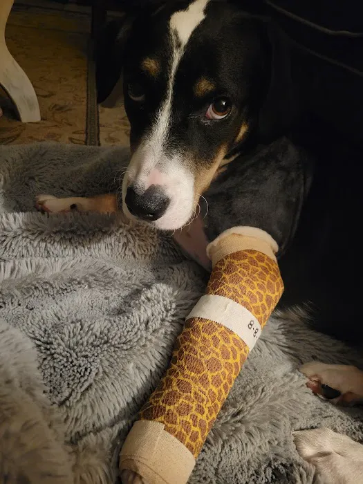 Jacksonville Veterinary Surgery and Orthopedics 5