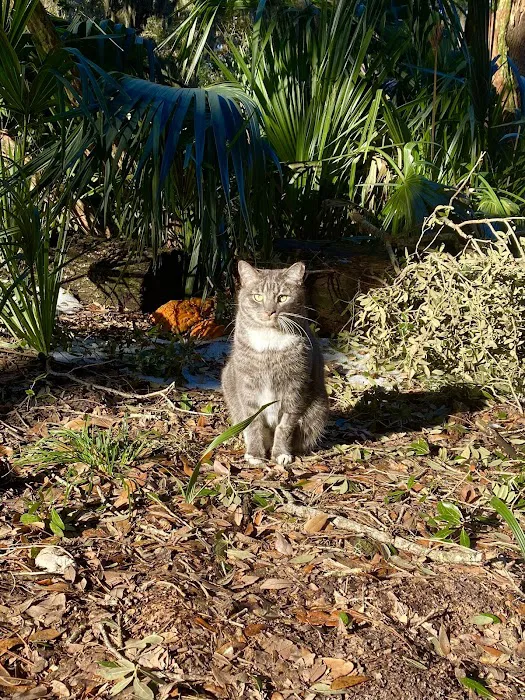 Jacksonville Veterinary Surgery and Orthopedics 8