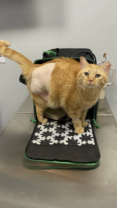 Jacksonville Veterinary Surgery and Orthopedics 3