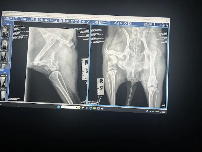 Jacksonville Veterinary Surgery and Orthopedics 2