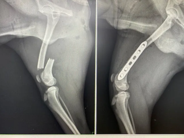 Jacksonville Veterinary Surgery and Orthopedics 10