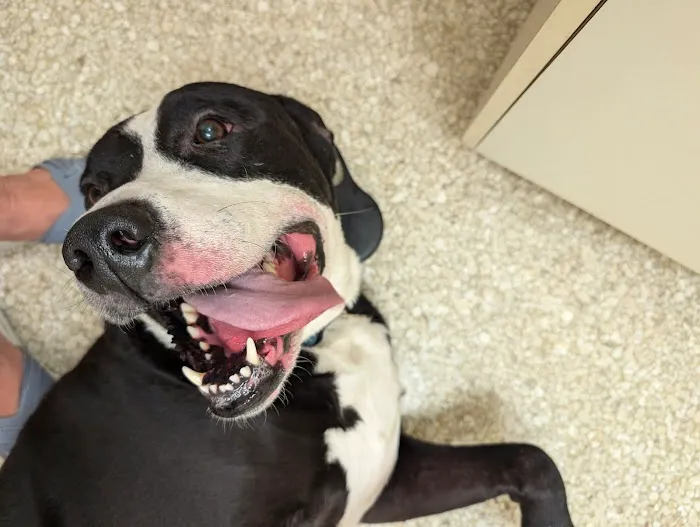 Baywood Animal Hospital 12