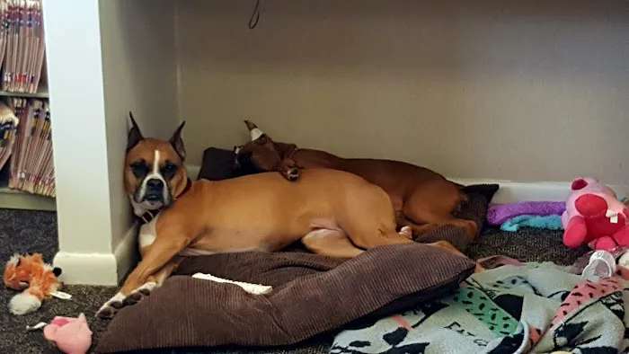 Baywood Animal Hospital 12