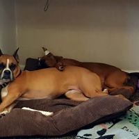 Baywood Animal Hospital ico