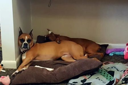 Baywood Animal Hospital