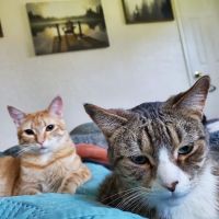 Forever Vets Animal Hospital at Tinseltown ico