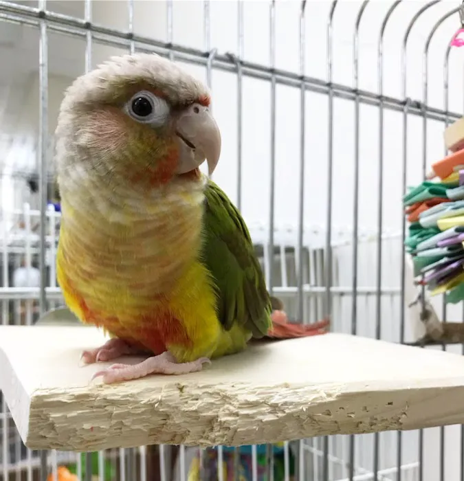 Exotic Bird Hospital 12