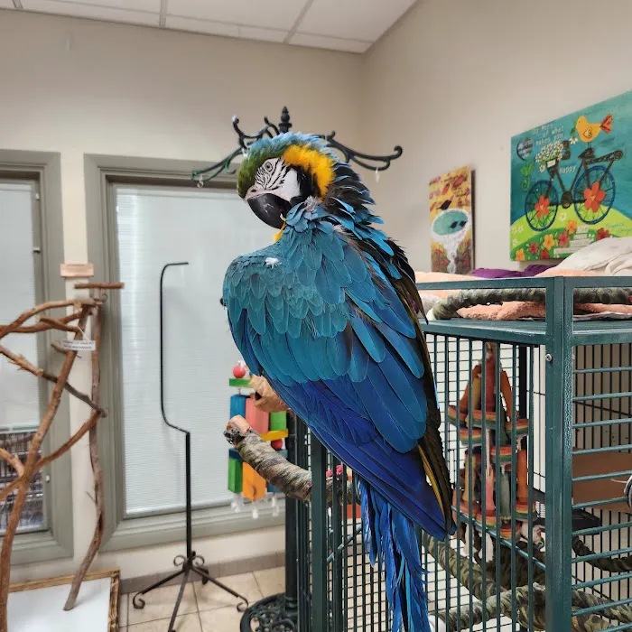Exotic Bird Hospital 12