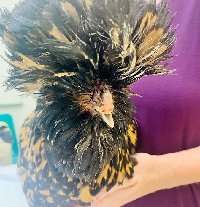 Exotic Bird Hospital 12