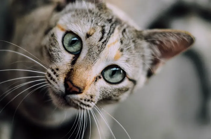 Sunshine Animal Clinic 12