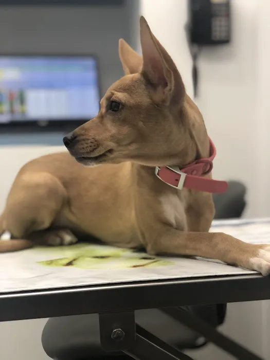Long Island City Veterinary Center 1