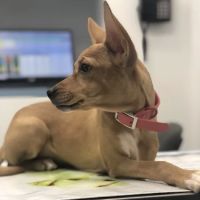 Long Island City Veterinary Center ico