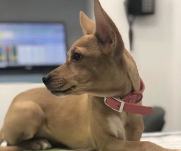 Long Island City Veterinary Center