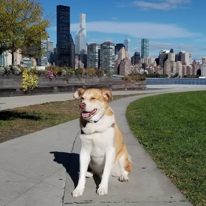 Long Island City Veterinary Center 7