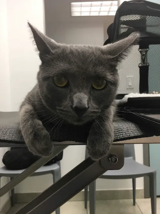 Long Island City Veterinary Center 3