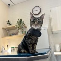 Bond Vet - Long Island City ico