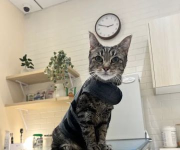 Bond Vet - Long Island City