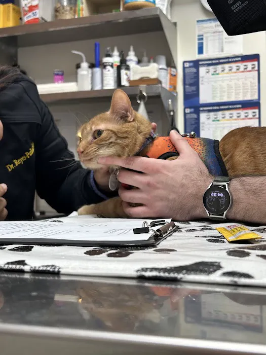 The Village Veterinarian 3