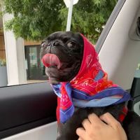 Cooper Square Veterinary Hospital ico