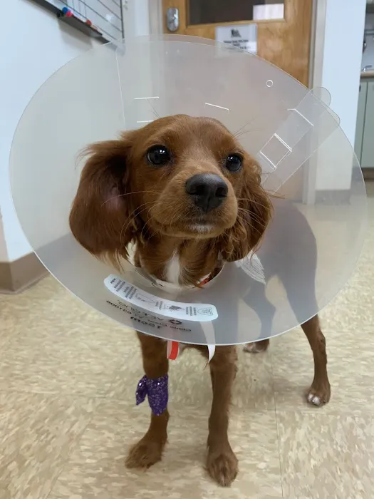 Heart of Chelsea Veterinary Group - Lower East Side 2
