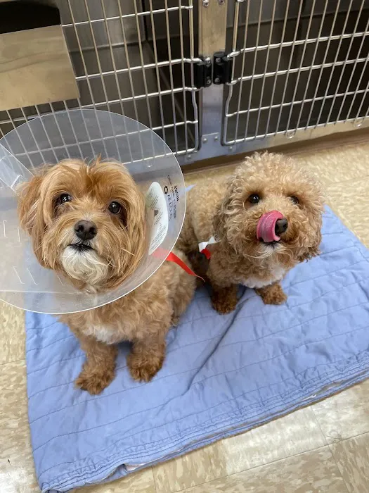 Heart of Chelsea Veterinary Group - Lower East Side 3