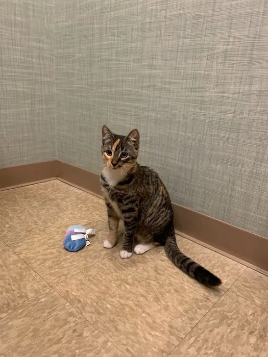Heart of Chelsea Veterinary Group - Lower East Side 6