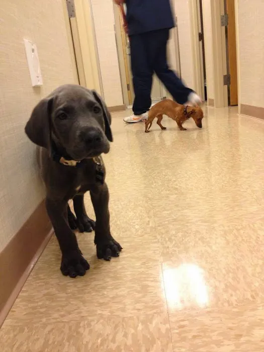 Heart of Chelsea Veterinary Group - Lower East Side 7