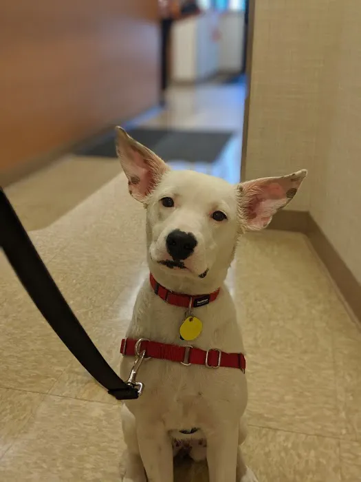 Heart of Chelsea Veterinary Group - Lower East Side 10