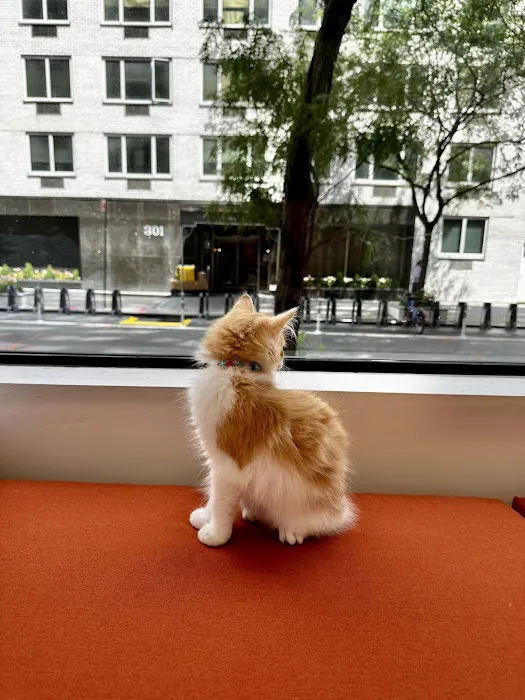 Small Door Veterinary - Gramercy 12