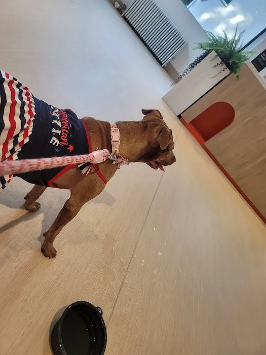 Small Door Veterinary - Gramercy 12