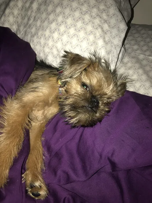 Small Door Veterinary - Gramercy 12