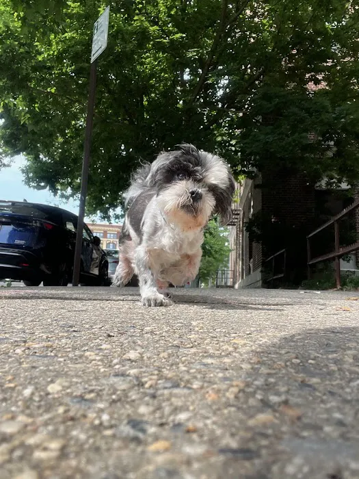 Bond Vet - Lower East Side 8