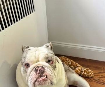Vetco Total Care Animal Hospital