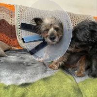 Veterinary Eye Center of New York City (Long Island City) ico
