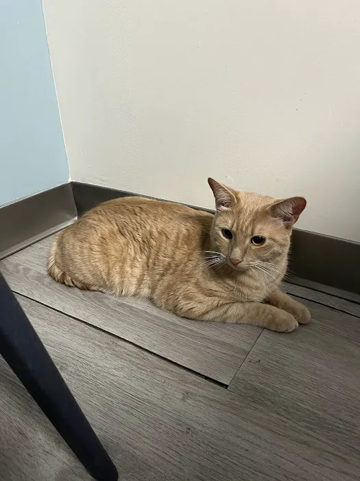 Veterinary Eye Center of New York City (Long Island City) 6