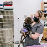 Pet Surgery Center of New York ico