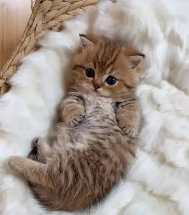 InstaVet 9