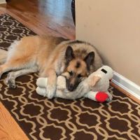 Veterinary Oncology Services ico