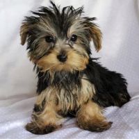 Rivergate Veterinary Clinic ico