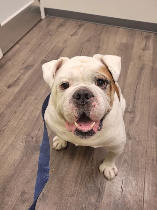 Bushwick Veterinary Center 12