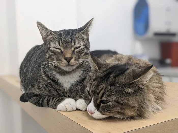 Bushwick Veterinary Center 12