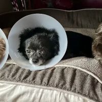 Vet Wheels ico