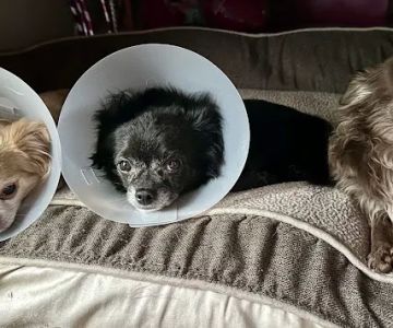 Vet Wheels
