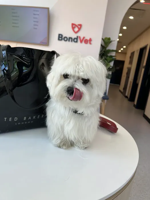 Bond Vet - Clinton Hill 10