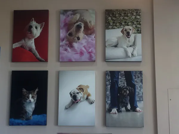 Clinton Hill Animal Clinic 7
