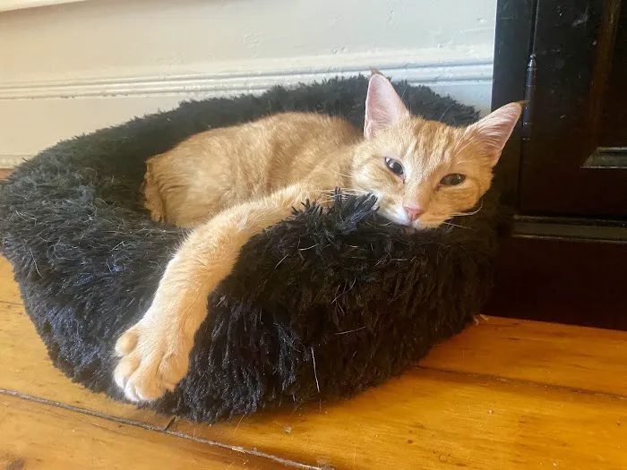 Clinton Hill Animal Clinic 4