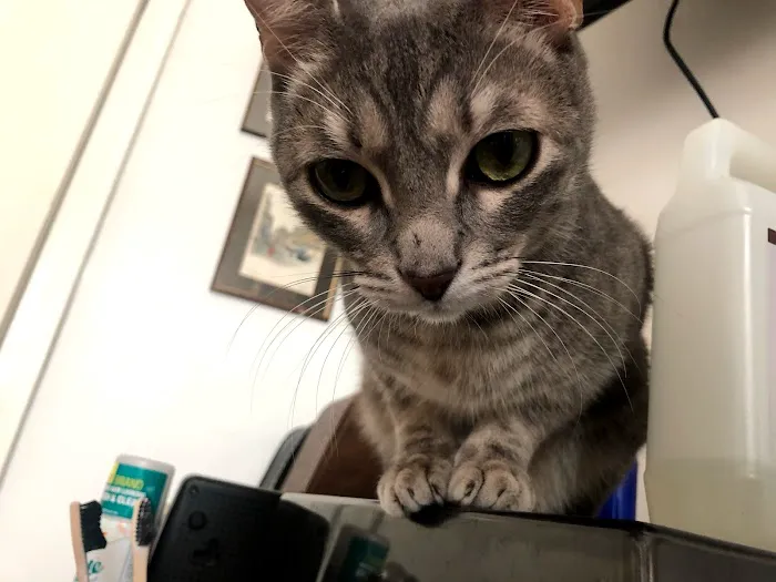 The Neighborhood Vet 1